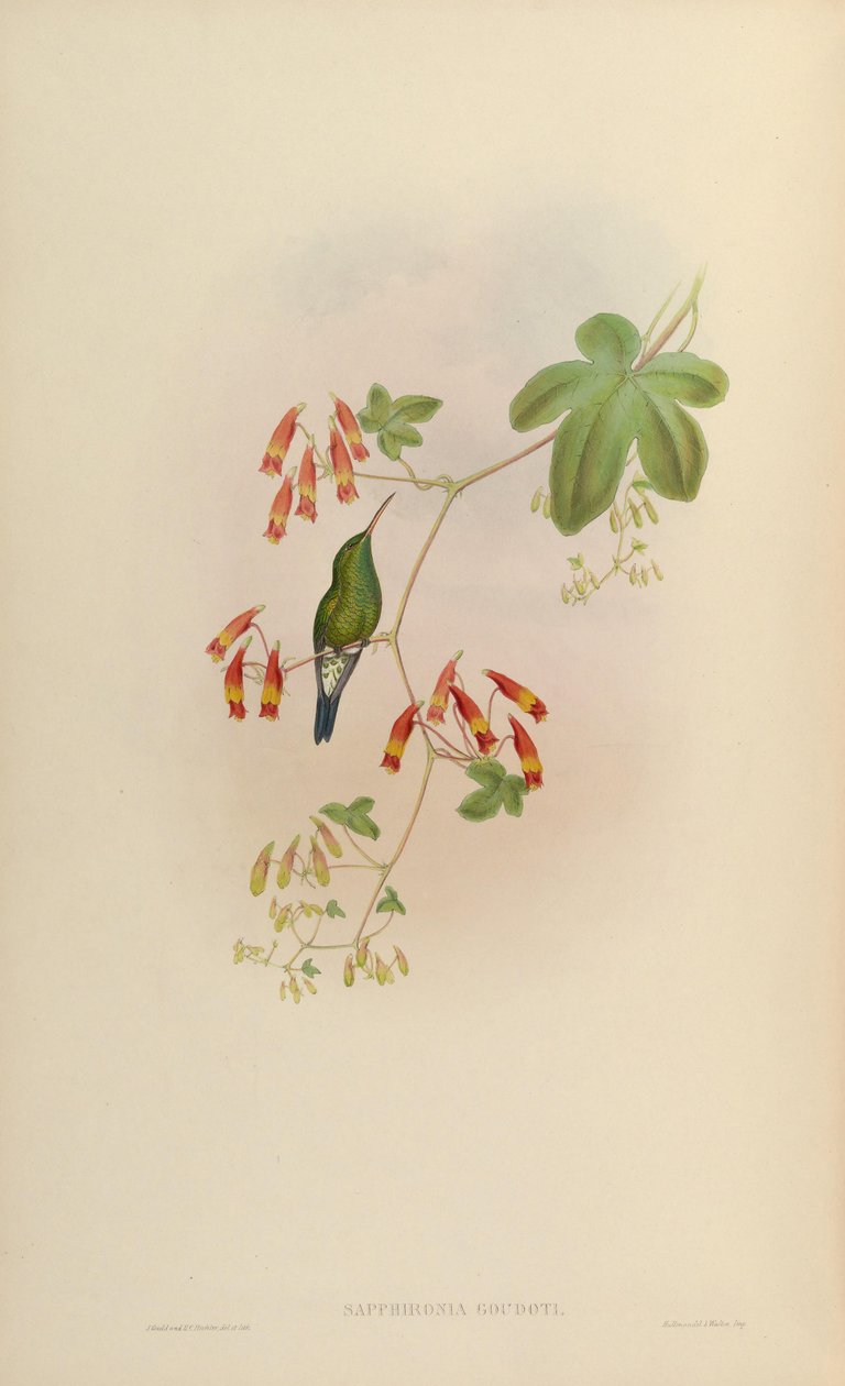 Sapphironia goudoti = Lepidopyga goudoti alkotó: John Gould