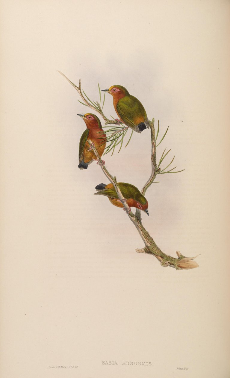 Sasia Abnormis alkotó: John Gould