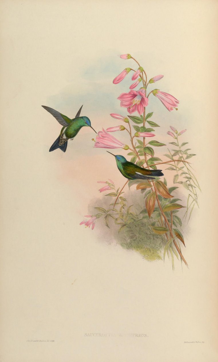 Saucerottia cyanifrons = Amazilia cyanifrons alkotó: John Gould