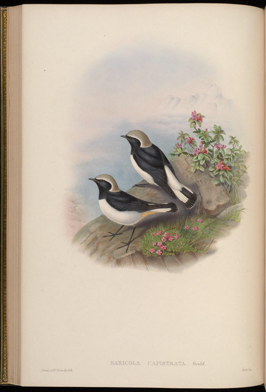 Saxicola capistrata = Oenanthe picata capistrata alkotó: John Gould