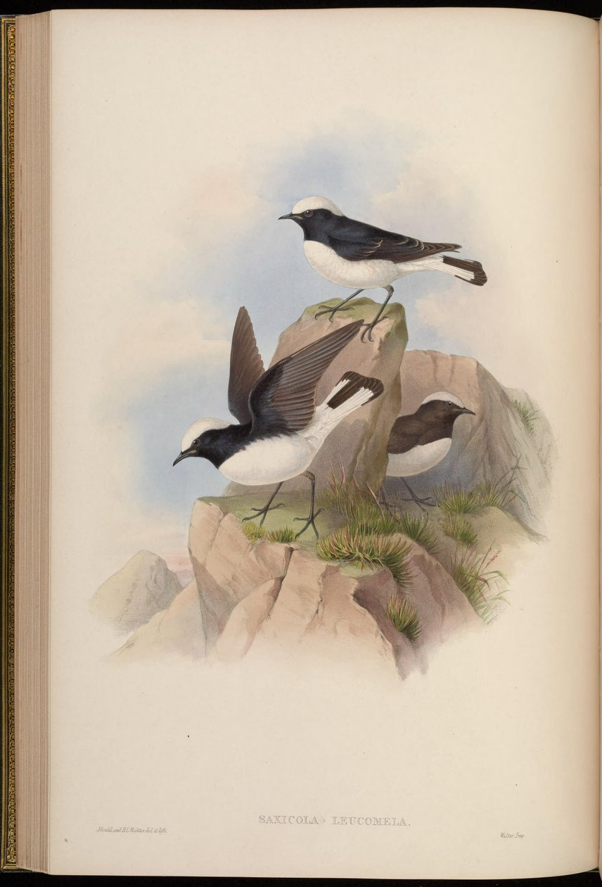 Saxicola leucomela = Oenanthe pleschanka alkotó: John Gould