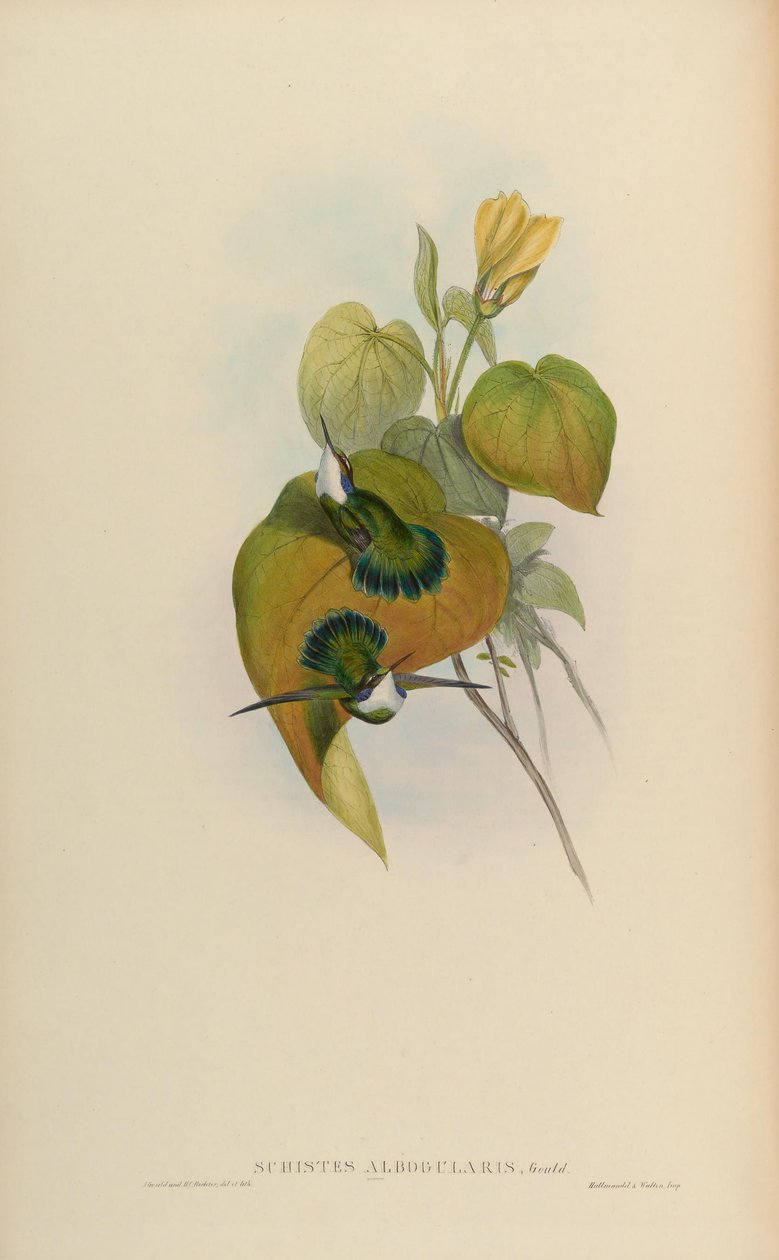 Schistes albogularis = Schistes geoffroyi albogularis alkotó: John Gould