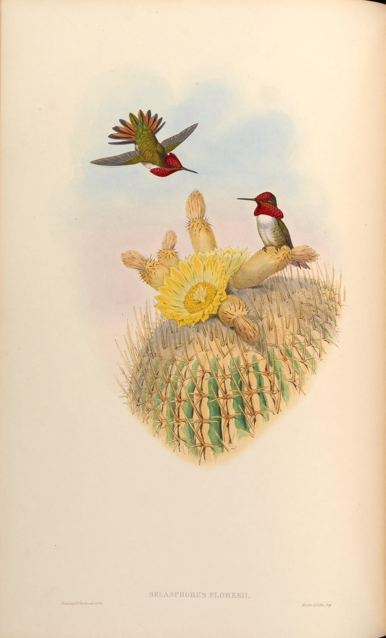 Selasphorus floresii = Selasphorus sasin x Selasphorus anna alkotó: John Gould