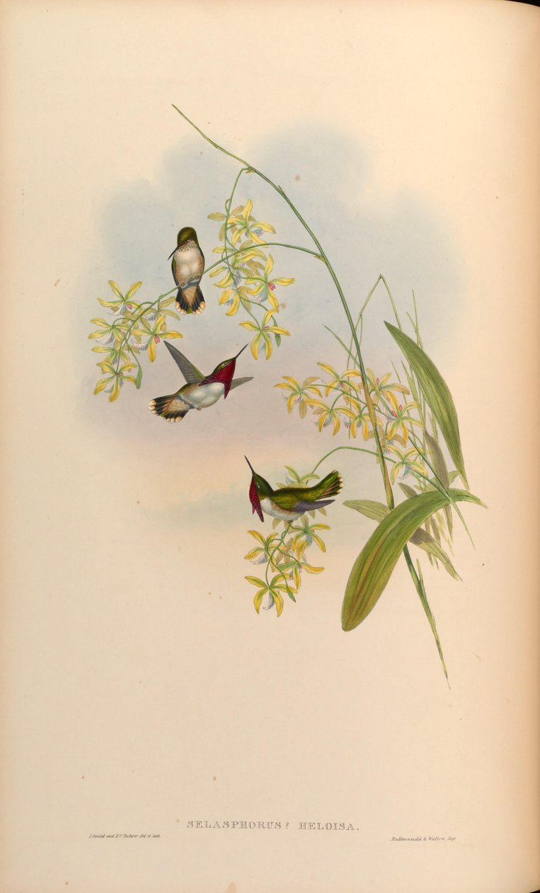 Selasphorus heloisa = Atthis heloisae alkotó: John Gould