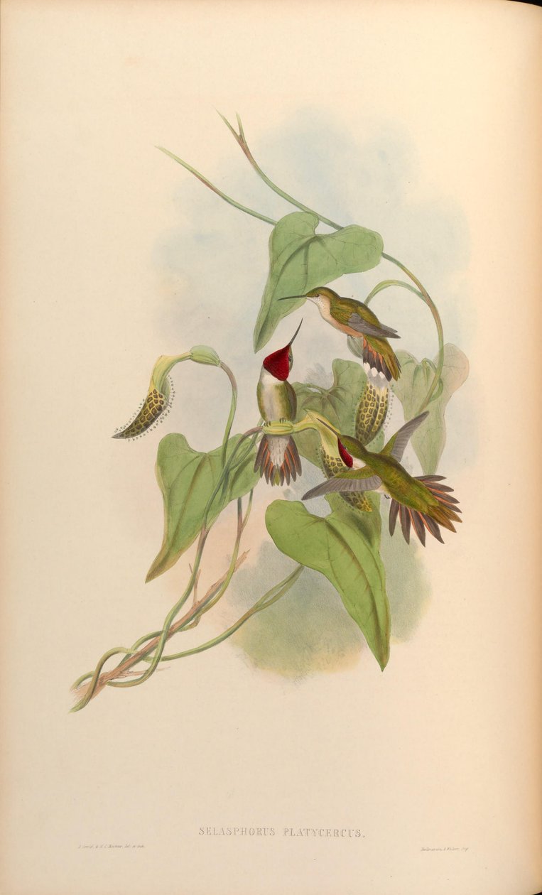 Selasphorus platycercus alkotó: John Gould