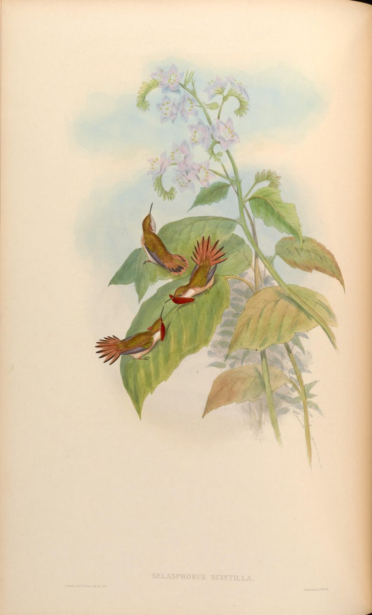 Selasphorus scintilla alkotó: John Gould