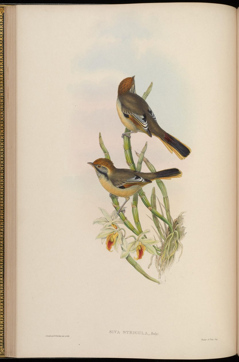 Szürke hajvágás = Minla hajvágás alkotó: John Gould