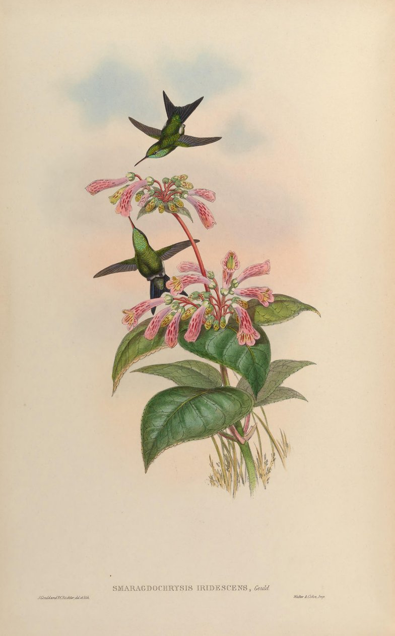 Smaragdochrysis iridescens = Chlorostilbon aureoventris X Calliphlox amethystina alkotó: John Gould
