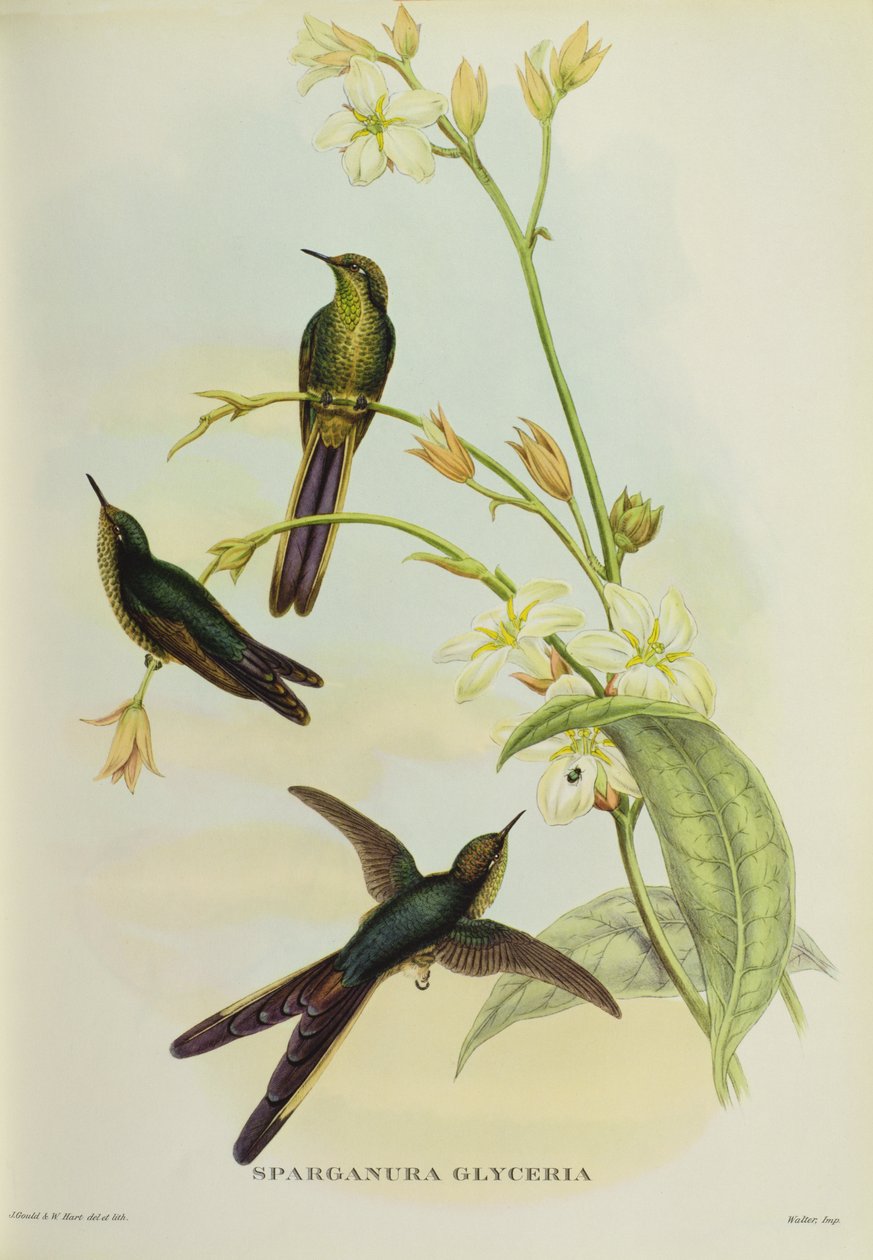 Sparganura Glyceria, a "Trópusi madarak"-ból alkotó: John Gould