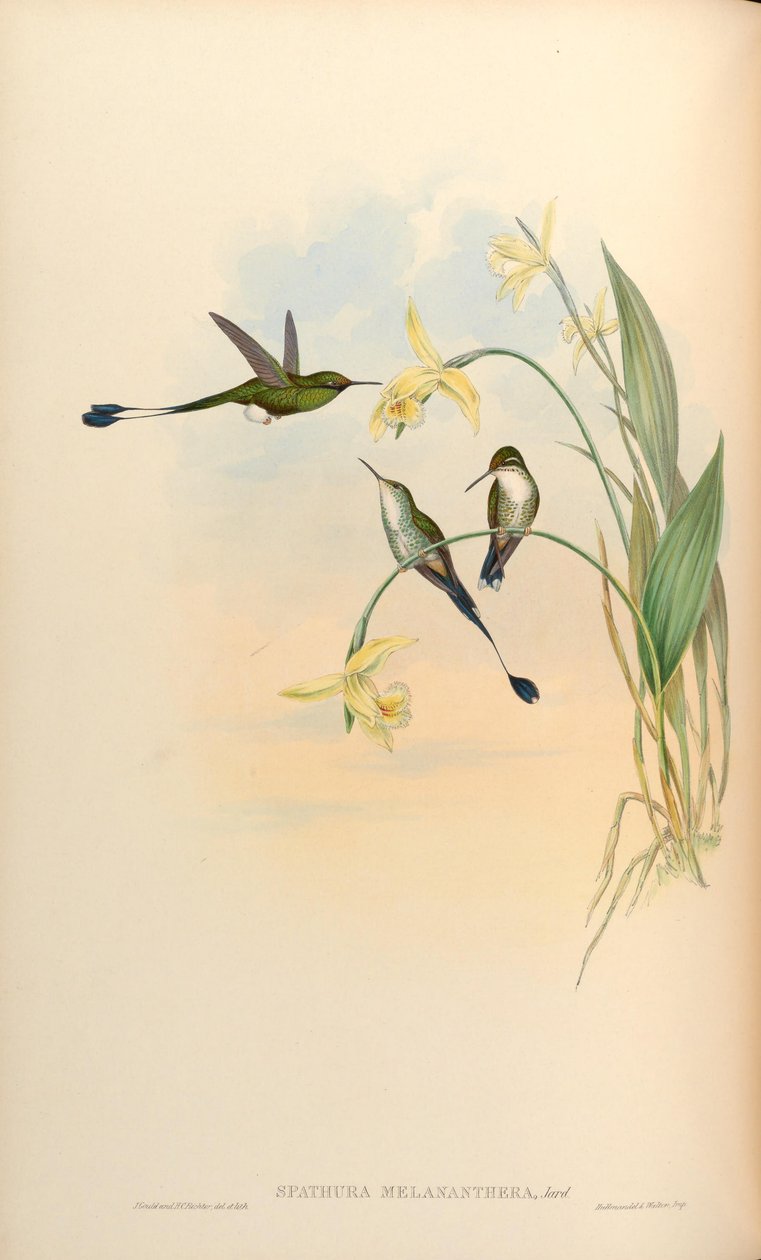 Spathura melananthera = Ocreatus underwoodii melantherus alkotó: John Gould