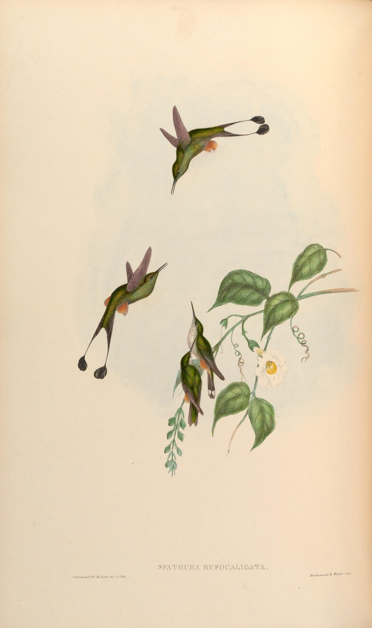Spathura rufocaligata = Ocreatus underwoodii addae alkotó: John Gould