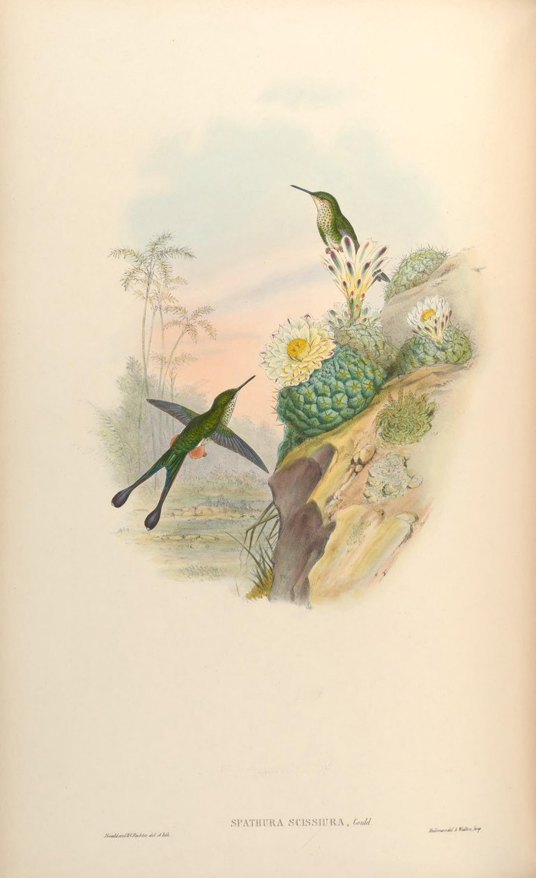 Spathura scissiura = Ocreatus underwoodii peruanus alkotó: John Gould