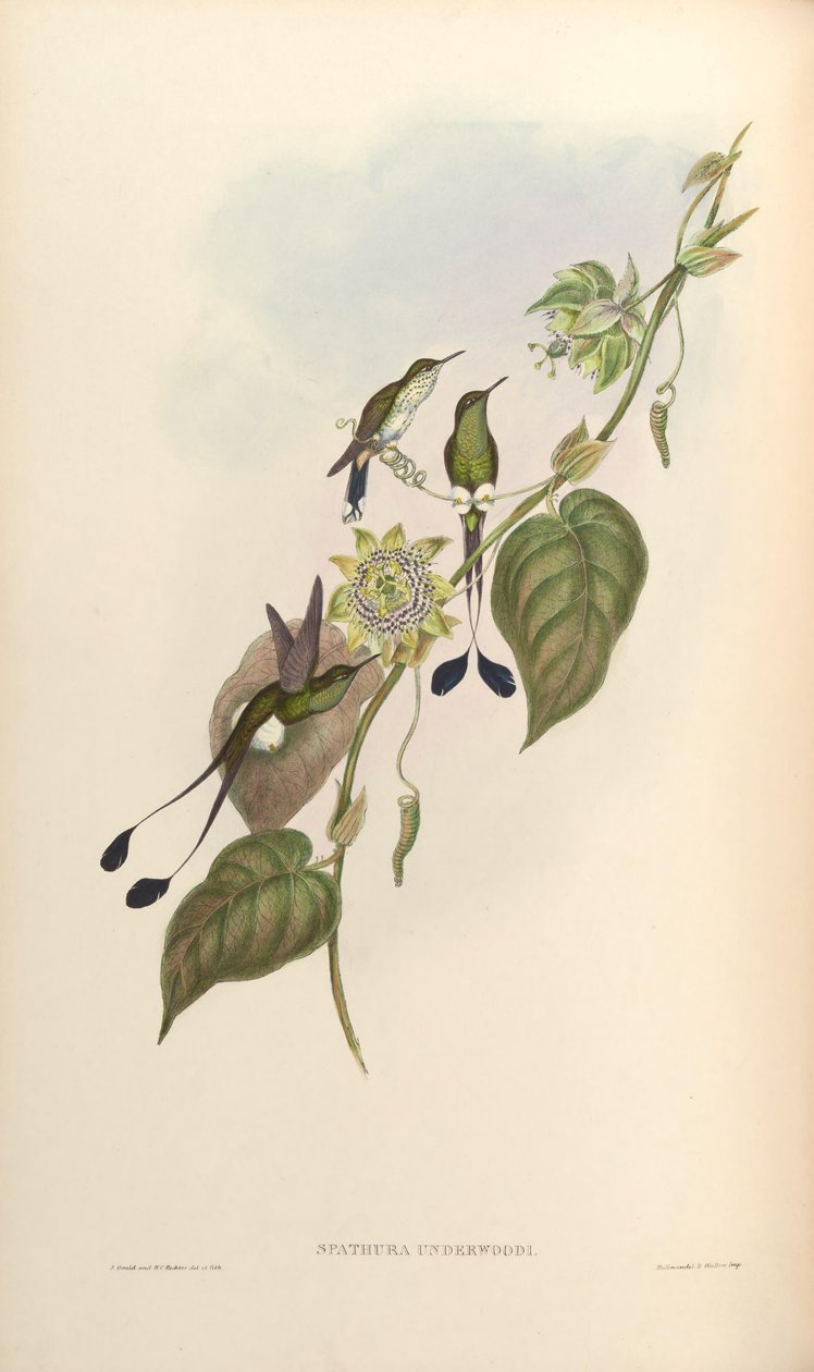 Spathura underwoodi = Ocreatus underwoodii melanantherus alkotó: John Gould