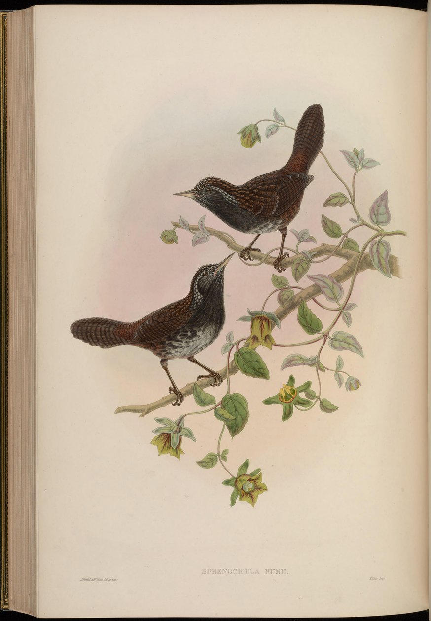 Sphenocichla humii alkotó: John Gould