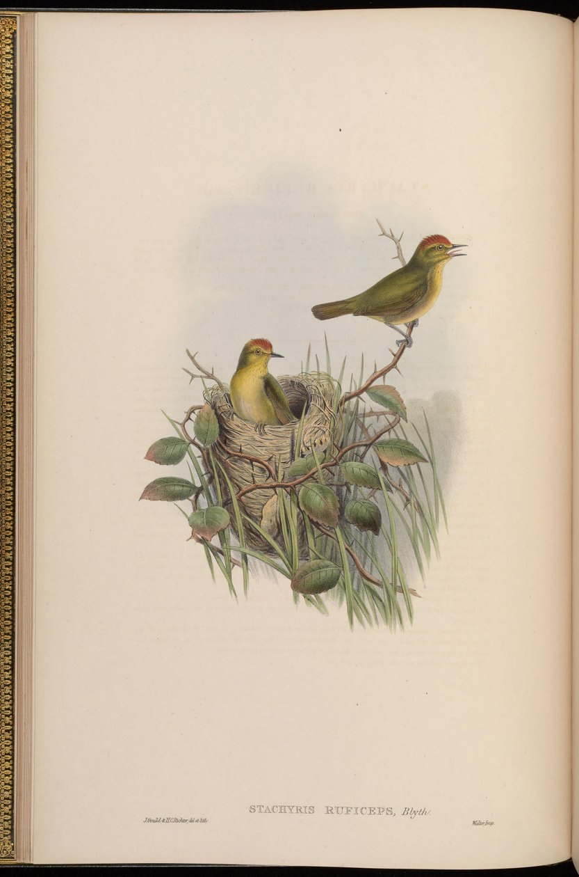 Stachyris ruficeps = Stachyridopsis ruficeps alkotó: John Gould