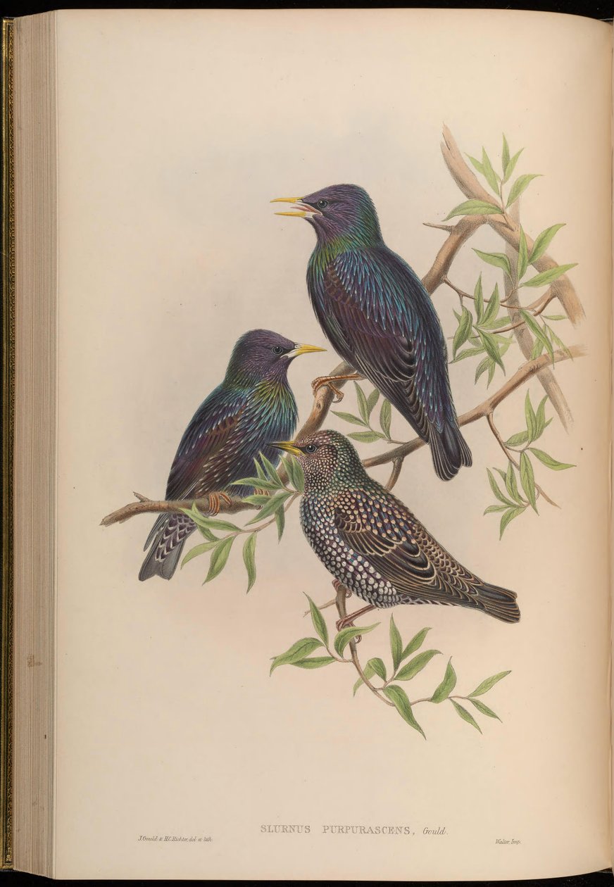 Sturnus purpurascens = Sturnus vulgaris purpurascens alkotó: John Gould