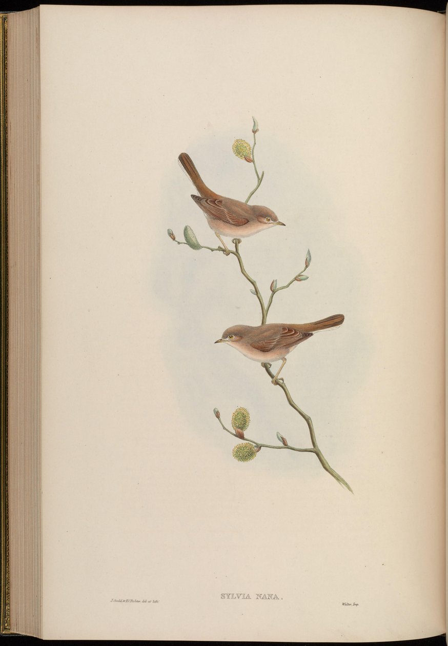 Sylvia nana alkotó: John Gould