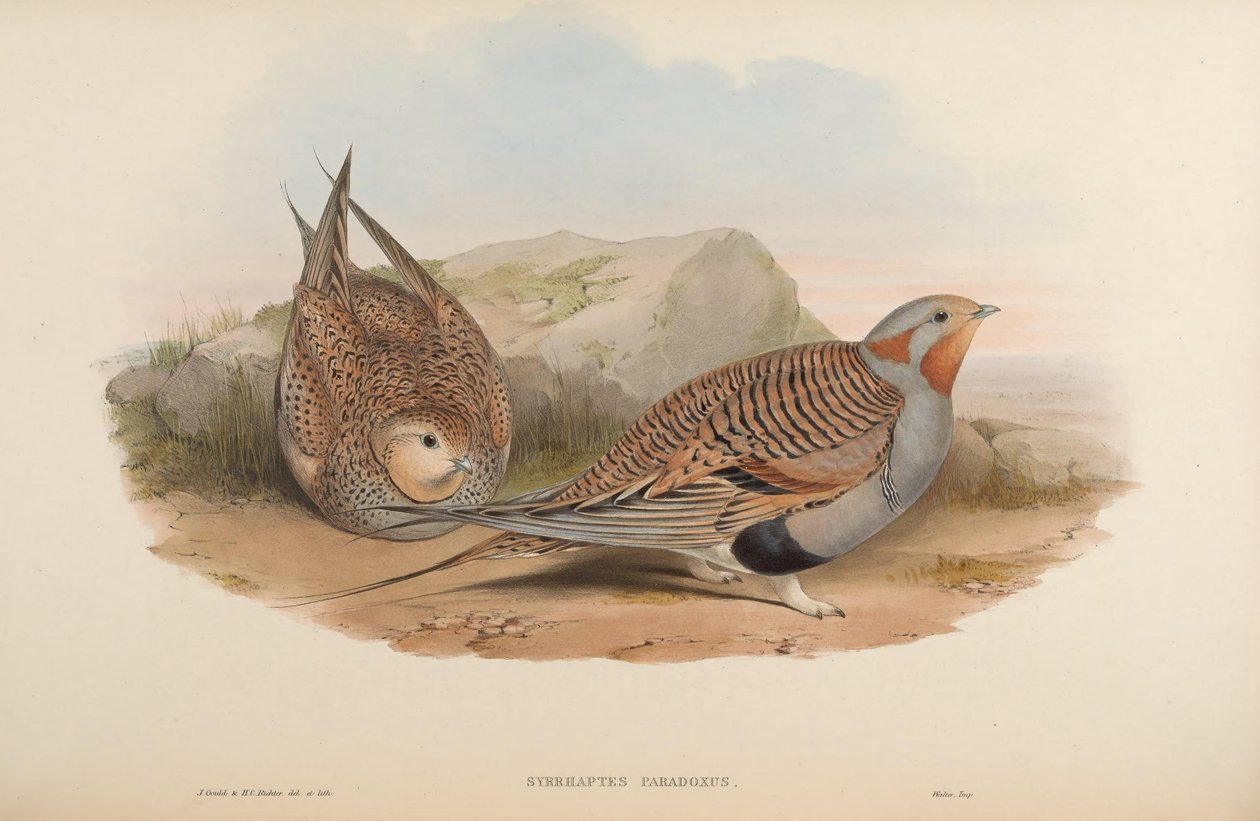 Syrrhaptes paradoxus alkotó: John Gould