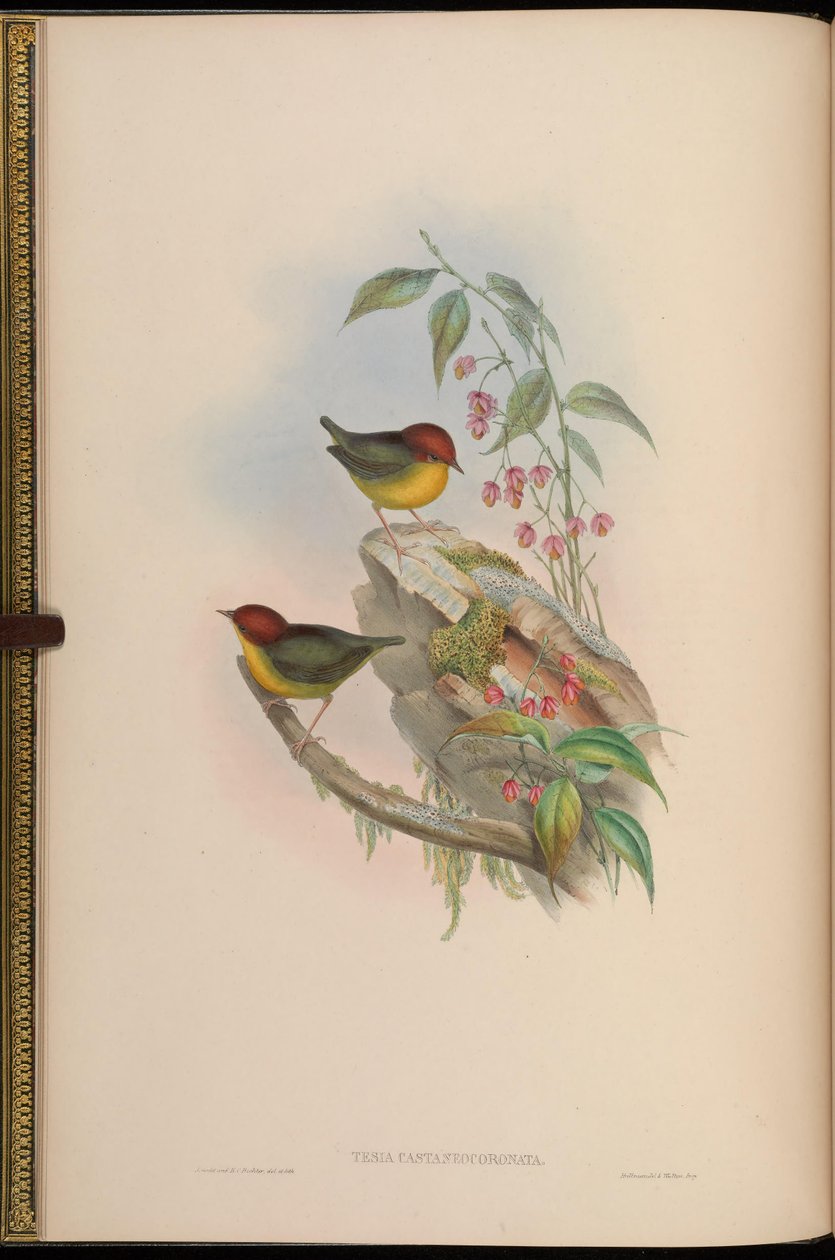 Tesia castaneocoronata = Cettia castaneocoronata alkotó: John Gould