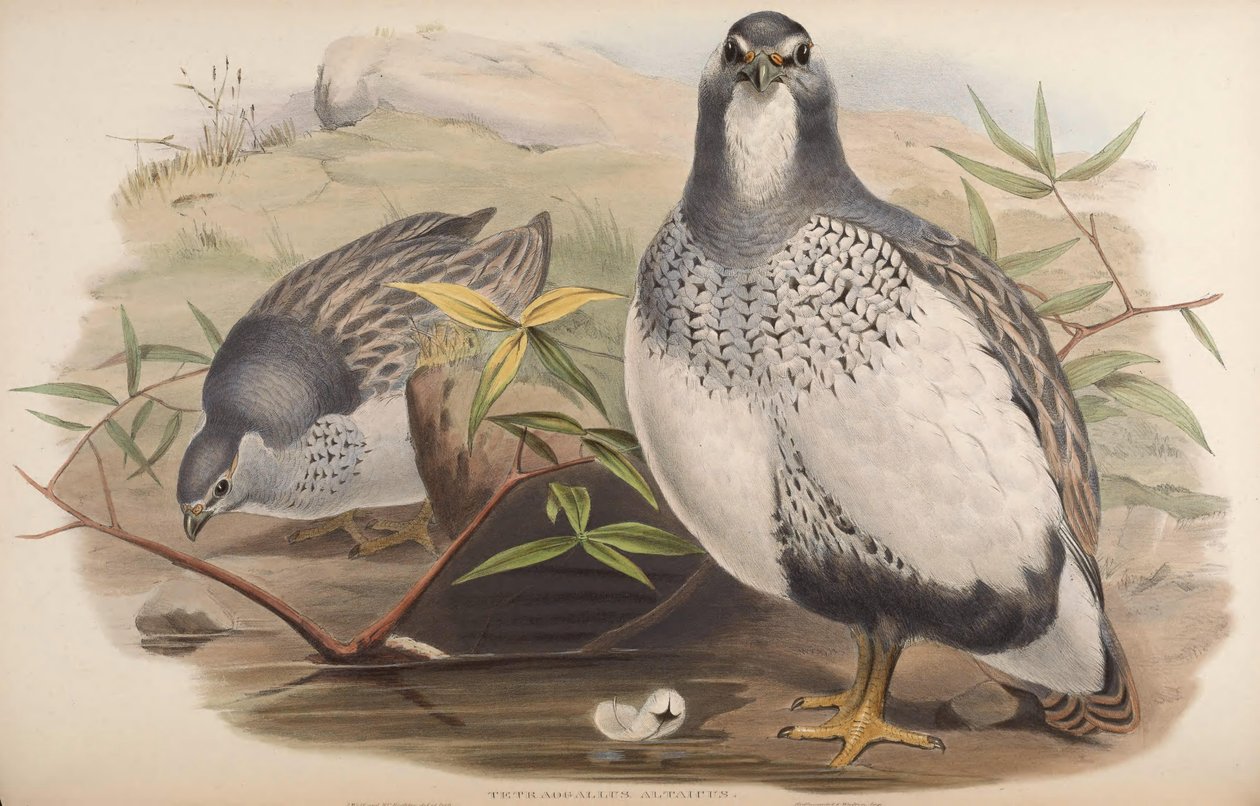 Tetraogallus altaicus alkotó: John Gould