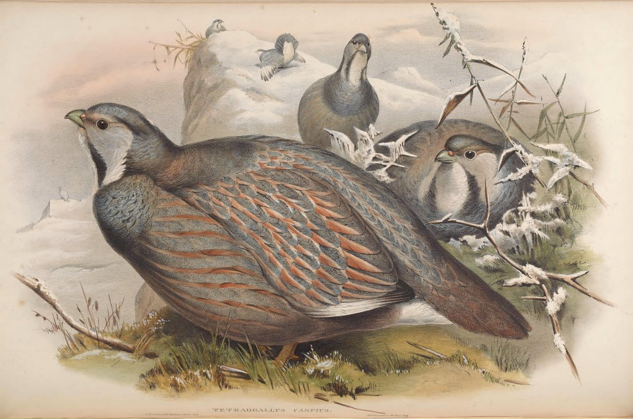 Tetraogallus caspius alkotó: John Gould