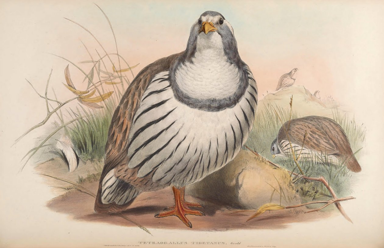 Tetraogallus tibetanus alkotó: John Gould