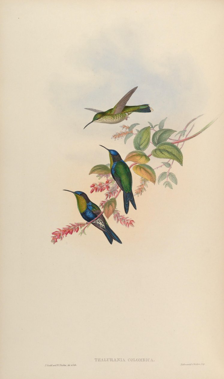 Thalurania colombica alkotó: John Gould