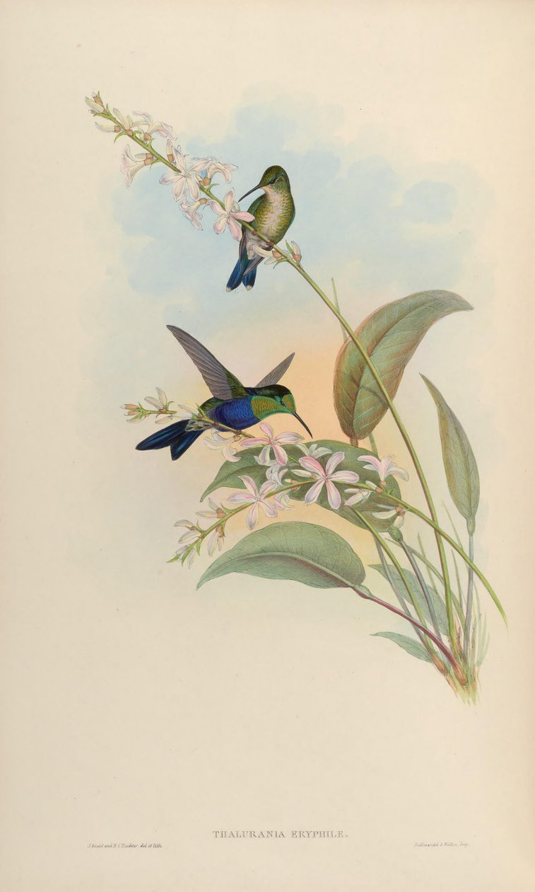 Thalurania eryphile = Thalurania furcata eriphile alkotó: John Gould