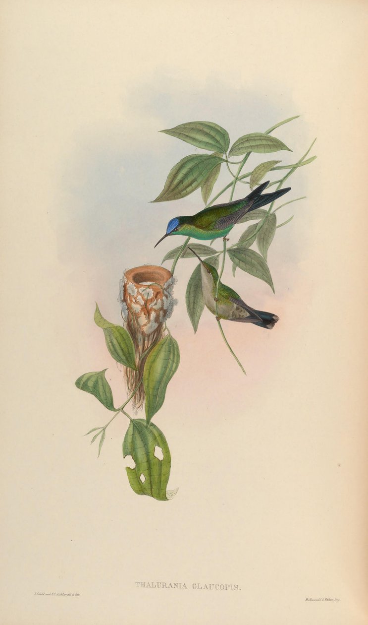 Thalurania glaucopis alkotó: John Gould
