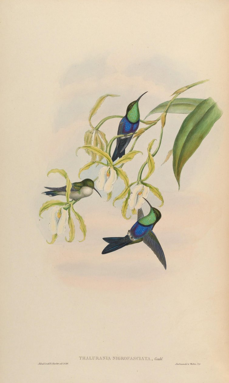 Thalurania nigrofasciata = Thalurania furcata nigrofasciata alkotó: John Gould