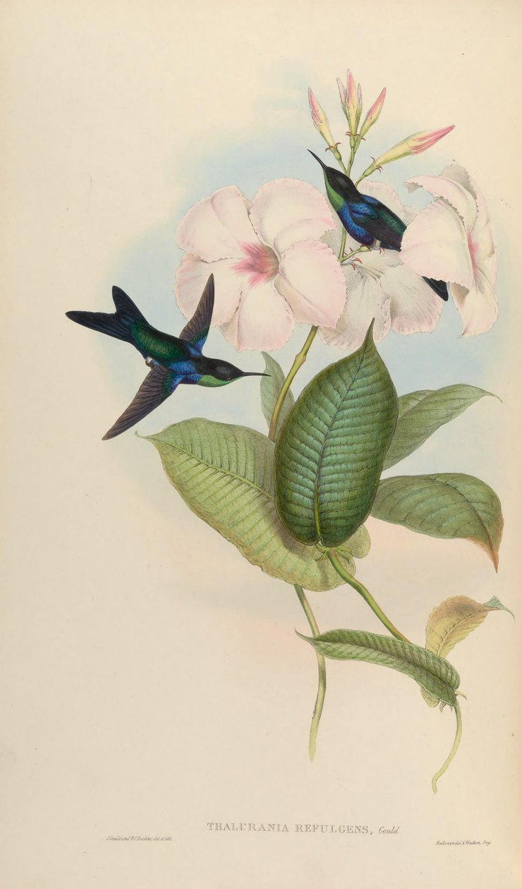 Thalurania red = alkotó: John Gould