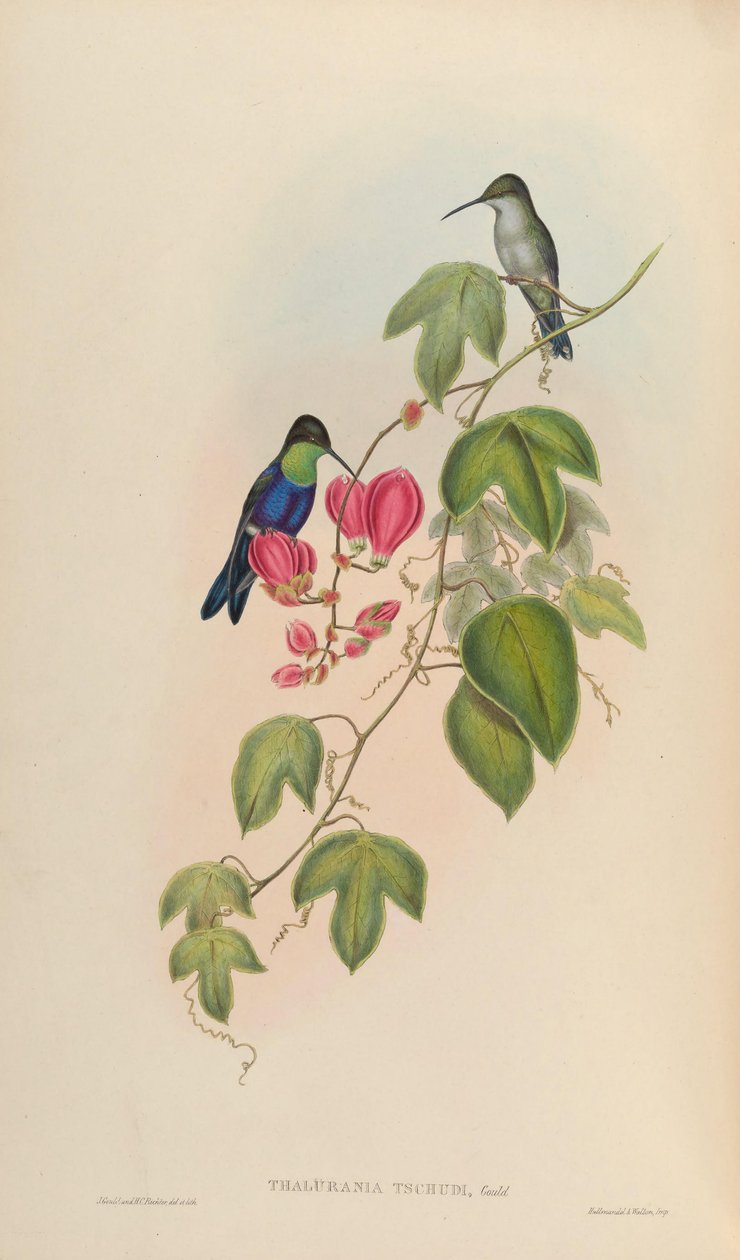 Thalurania tschudii = Thalurania furcata nigrofasciata alkotó: John Gould
