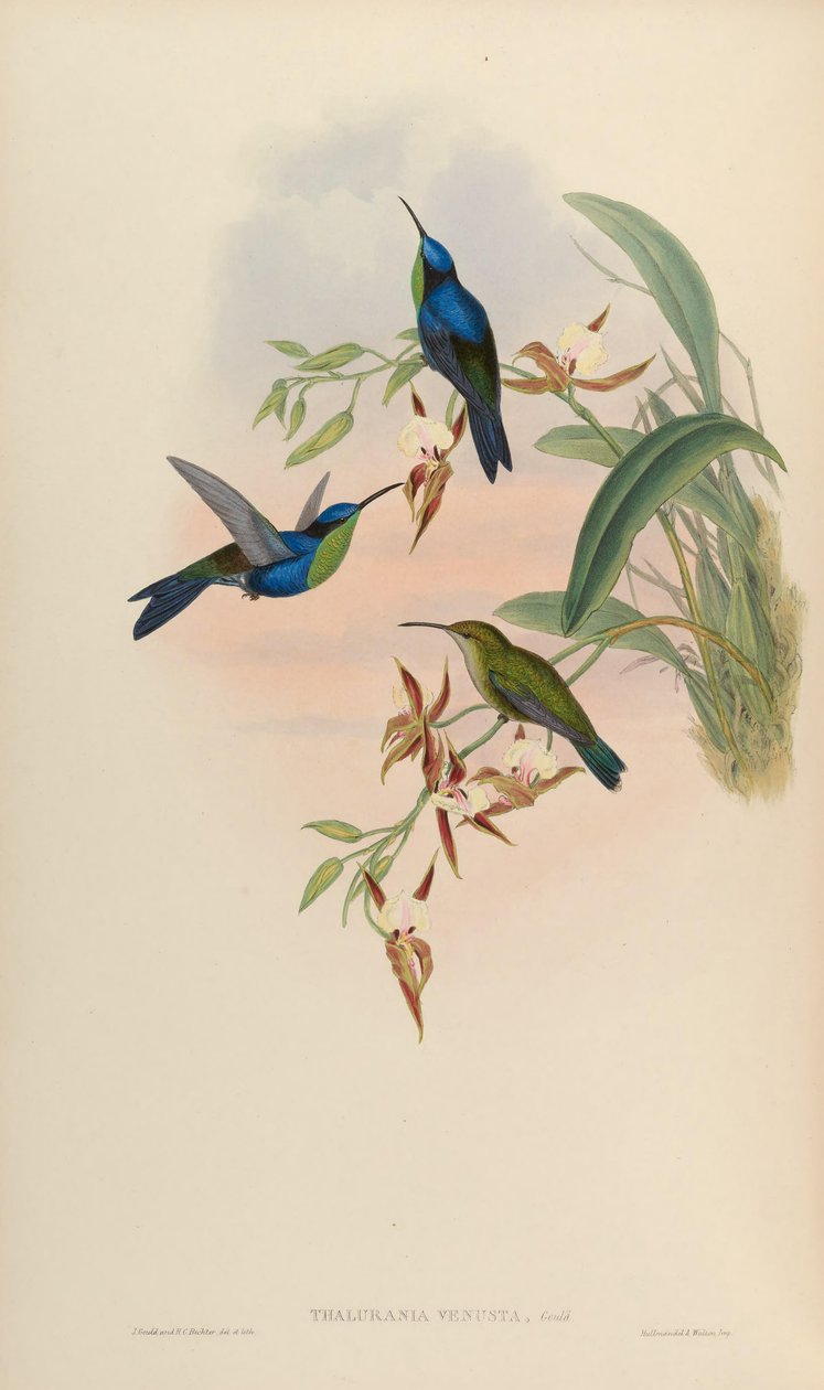 Thalurania venusta = Thalurania furcata venusta alkotó: John Gould