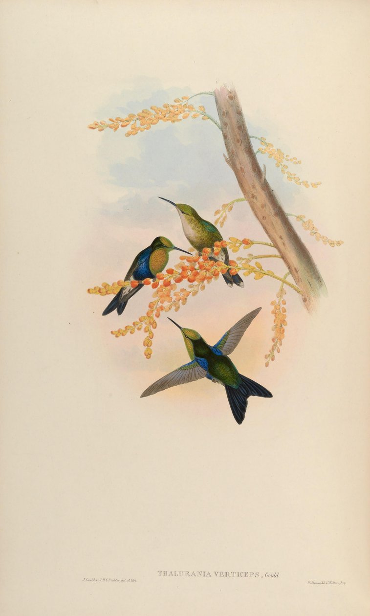 Thalurania verticeps = Thalurania fannyi verticeps [2] alkotó: John Gould