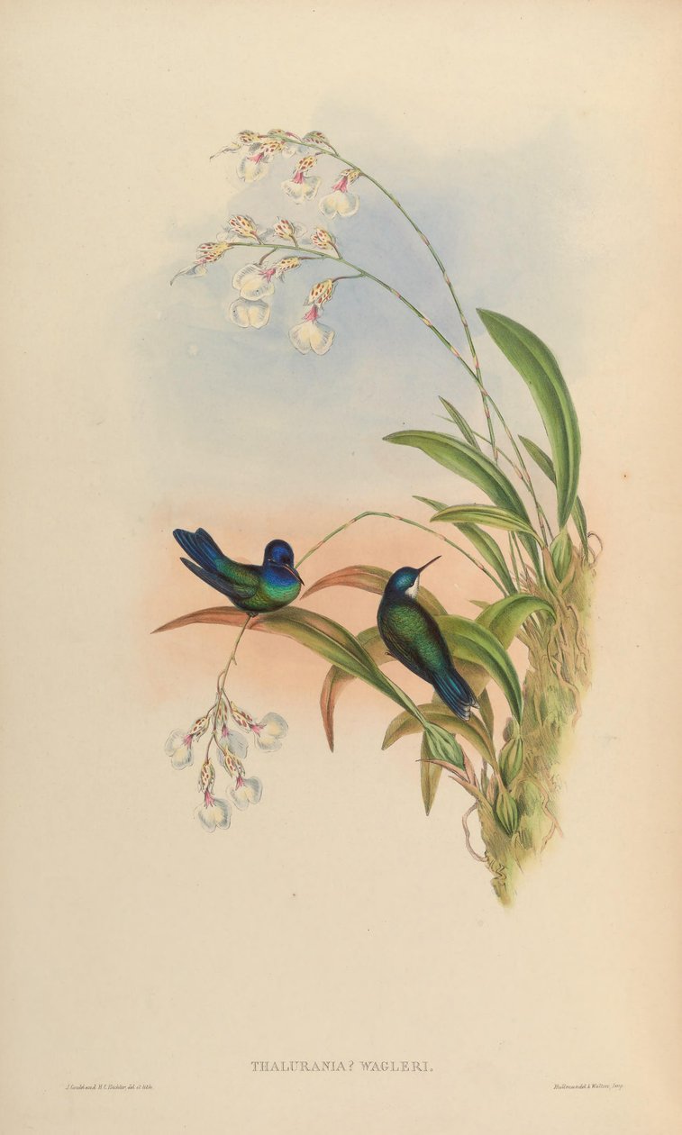 Thalurania wagleri = Cyanophaia bicolor alkotó: John Gould