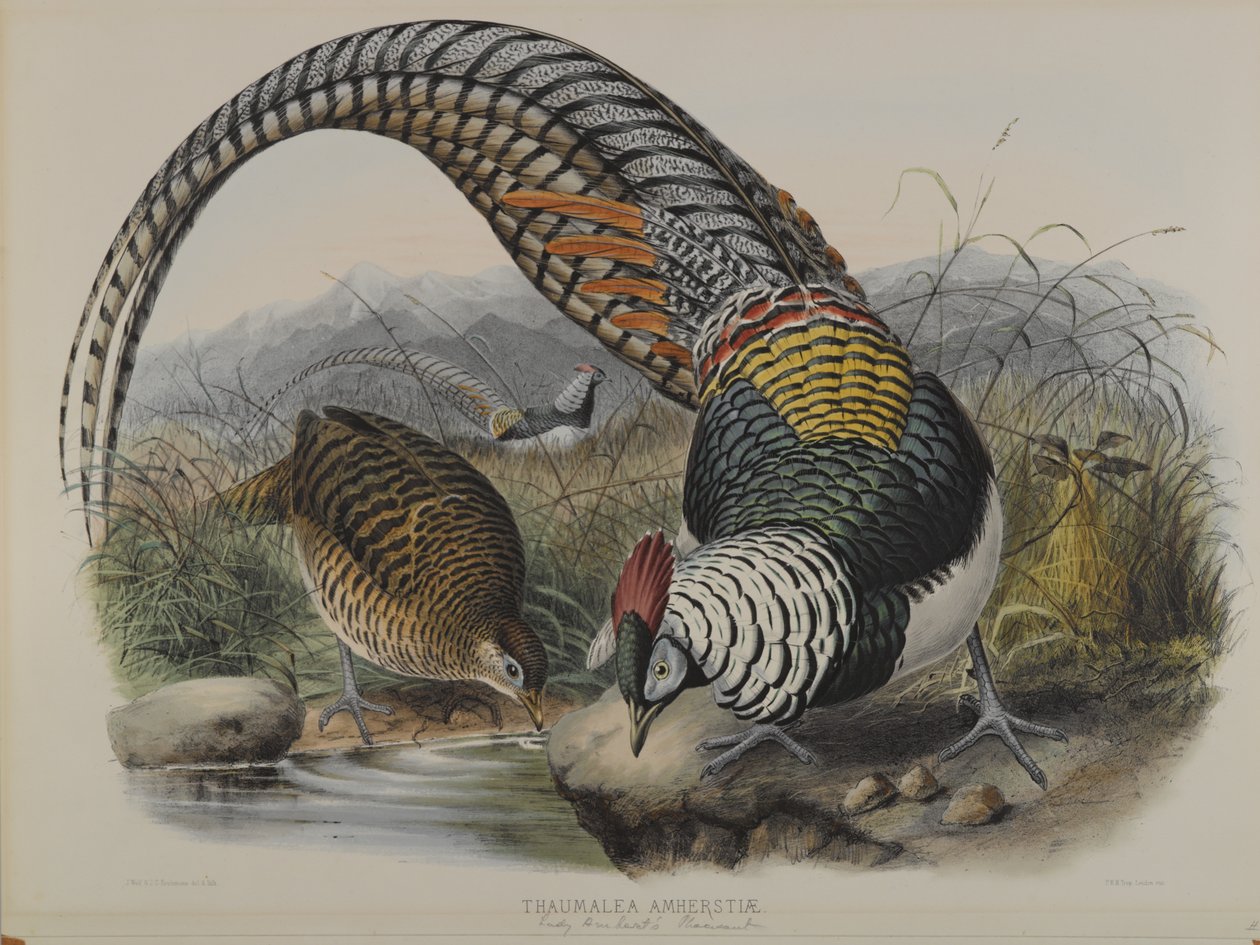 Thaumalea Amherstiae: Lady Amherts fácán alkotó: John Gould