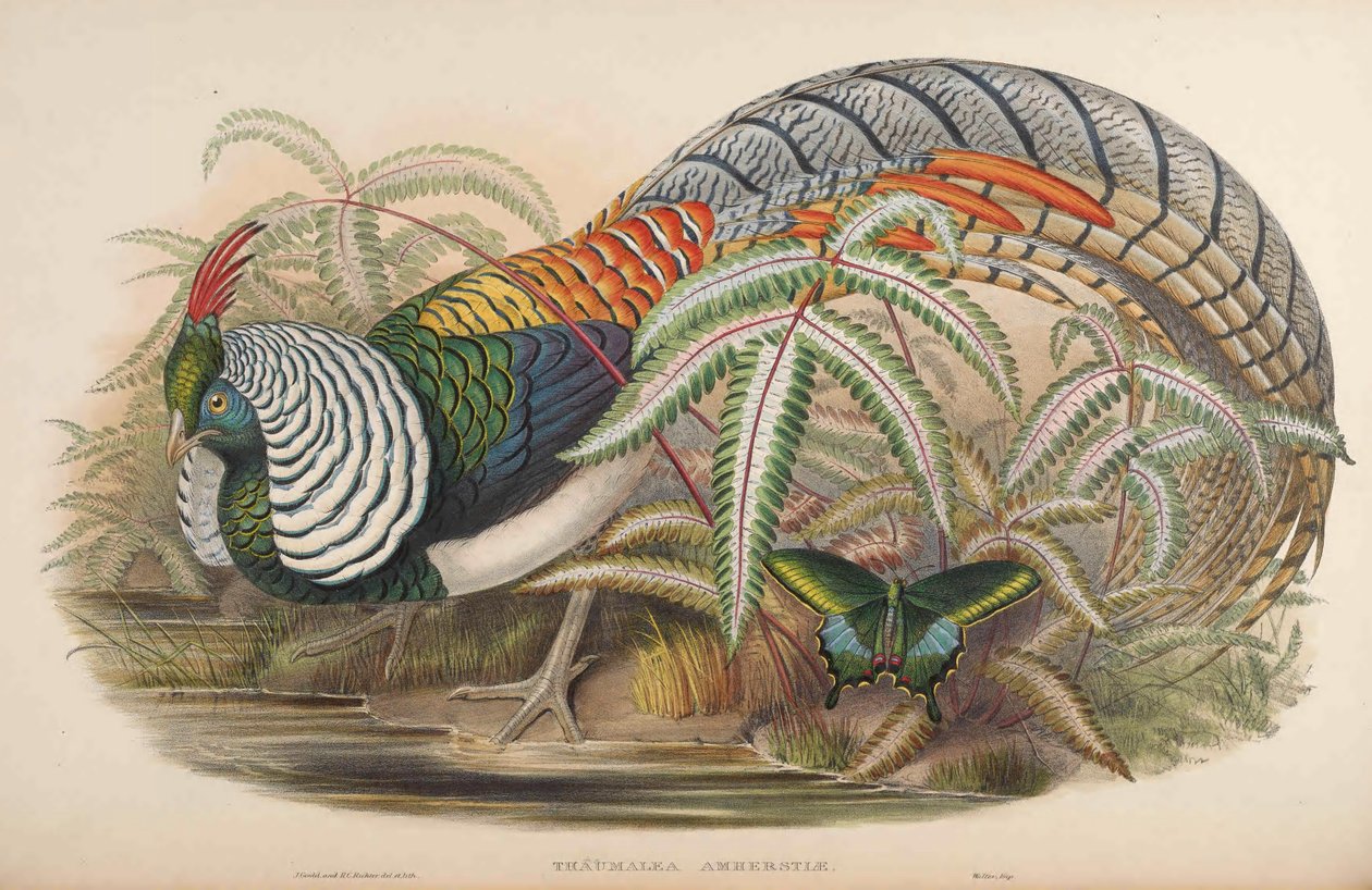 Thaumalea amherstiae = Chrysolophus amherstiae alkotó: John Gould