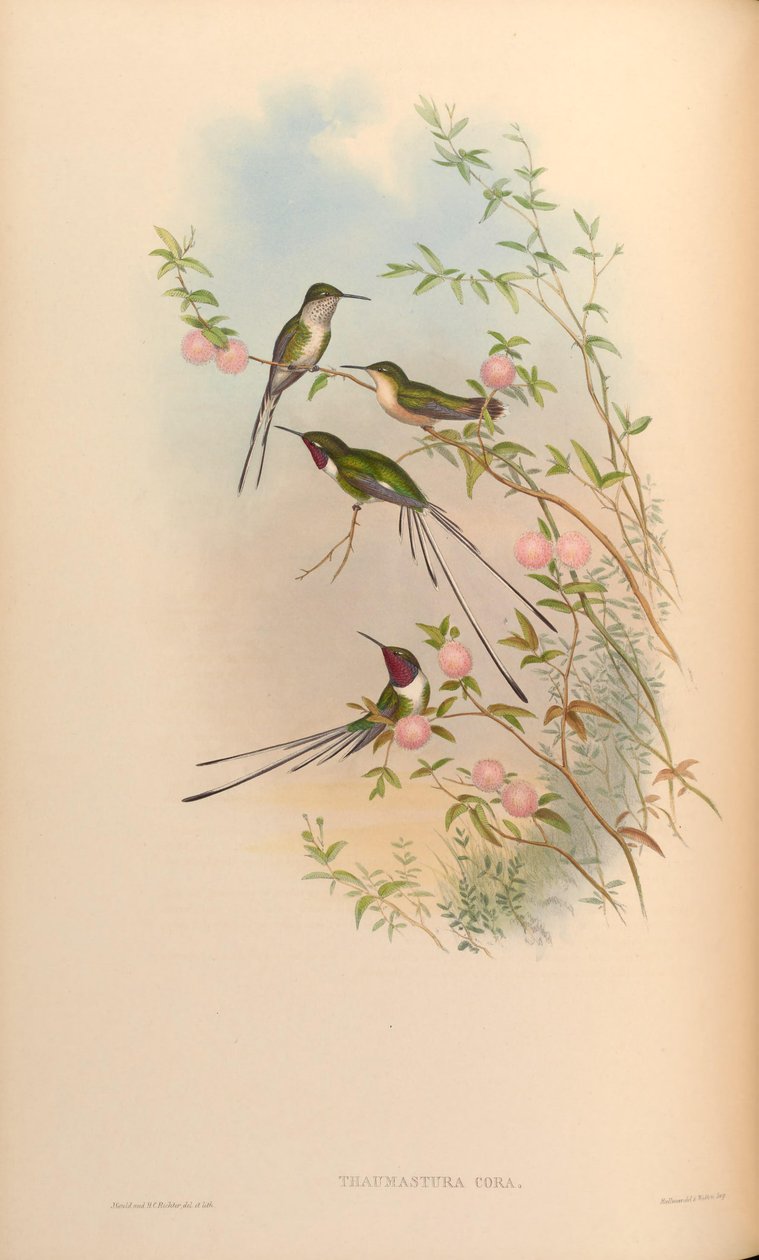 Thaumastura elpirul alkotó: John Gould