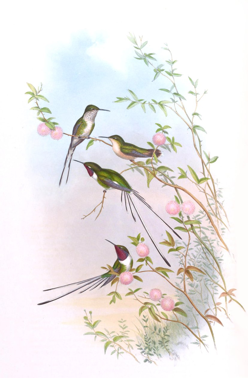 Thaumastura cora John Gould Kolibri című filmjében alkotó: John Gould