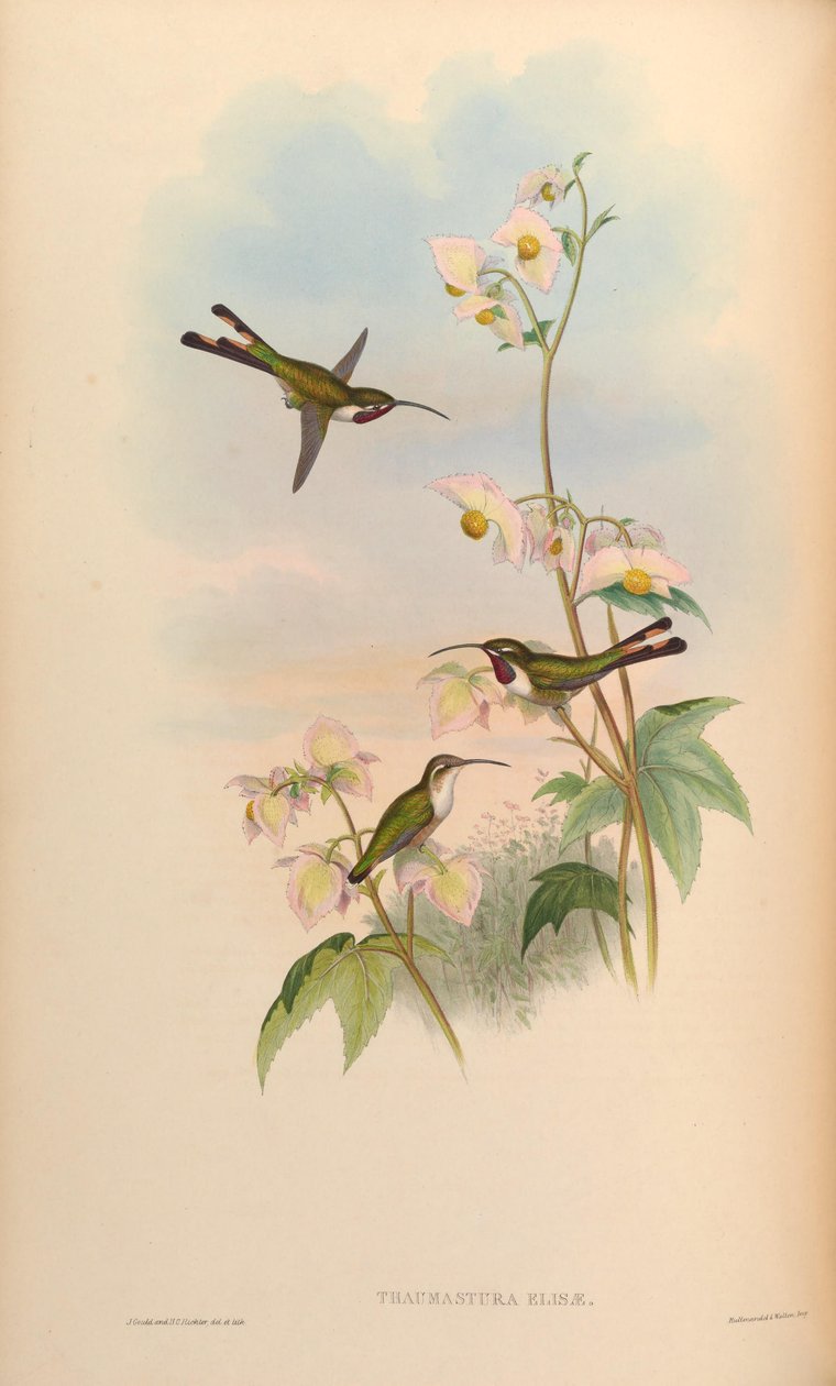 Thaumastura elizae = Doricha elizae alkotó: John Gould