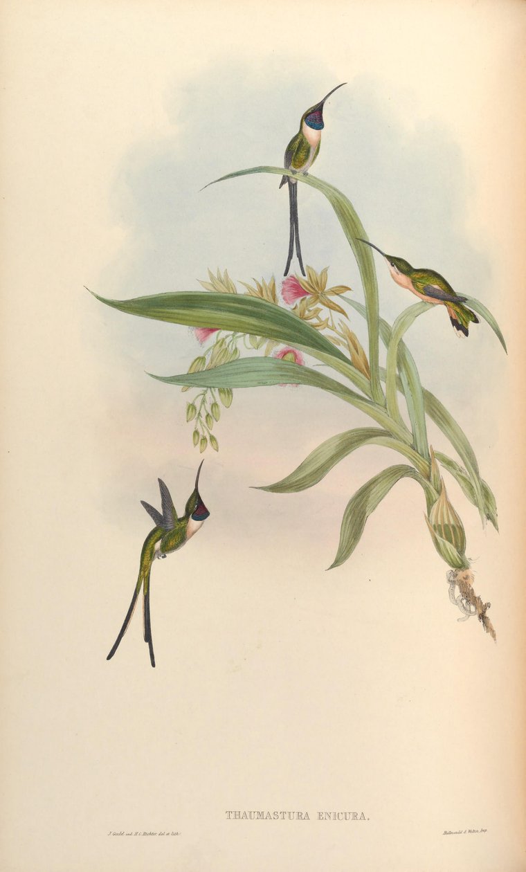 Thaumastura enicura = Doricha enicura alkotó: John Gould
