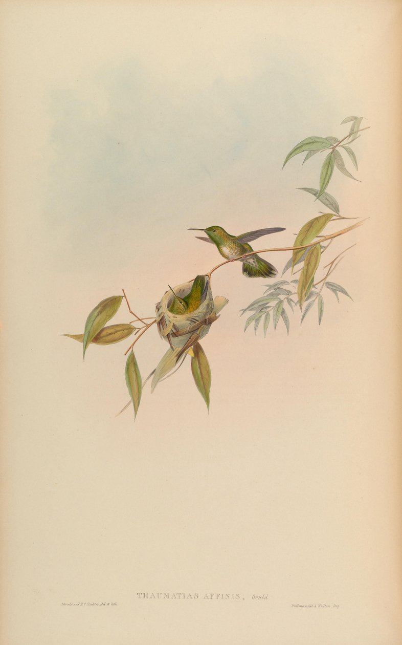 Thaumatias affinis = Amazilia versicolorgould Index alkotó: John Gould