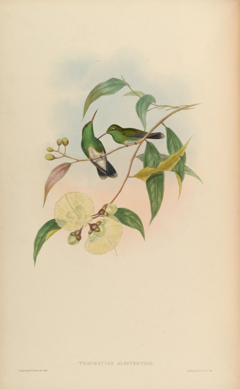 Thaumatias albiventris = Amazilia fimbriata tephrocephala alkotó: John Gould