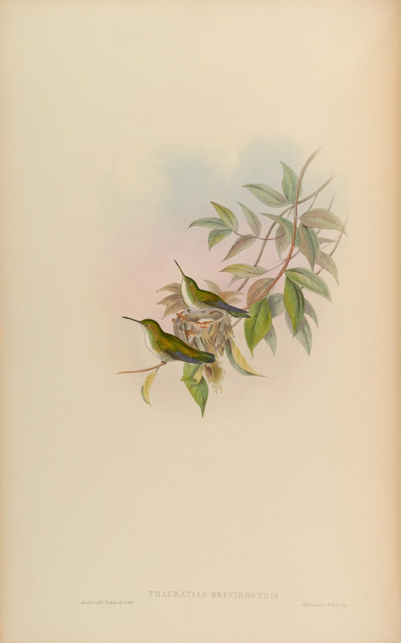 Thaumatias brevirostris = Amazilia brevirostris alkotó: John Gould