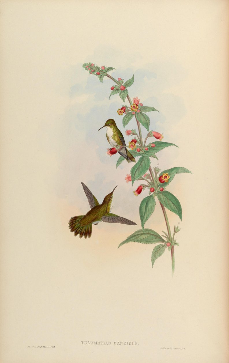 Thaumatias candidus = Amazilia candida alkotó: John Gould