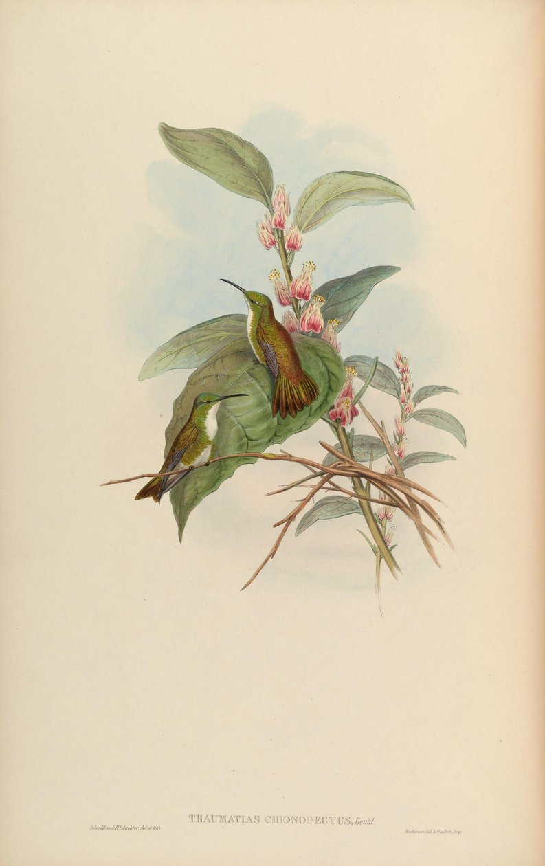 Thaumatias chionurus = Amazilia brevirostris chionopectus alkotó: John Gould