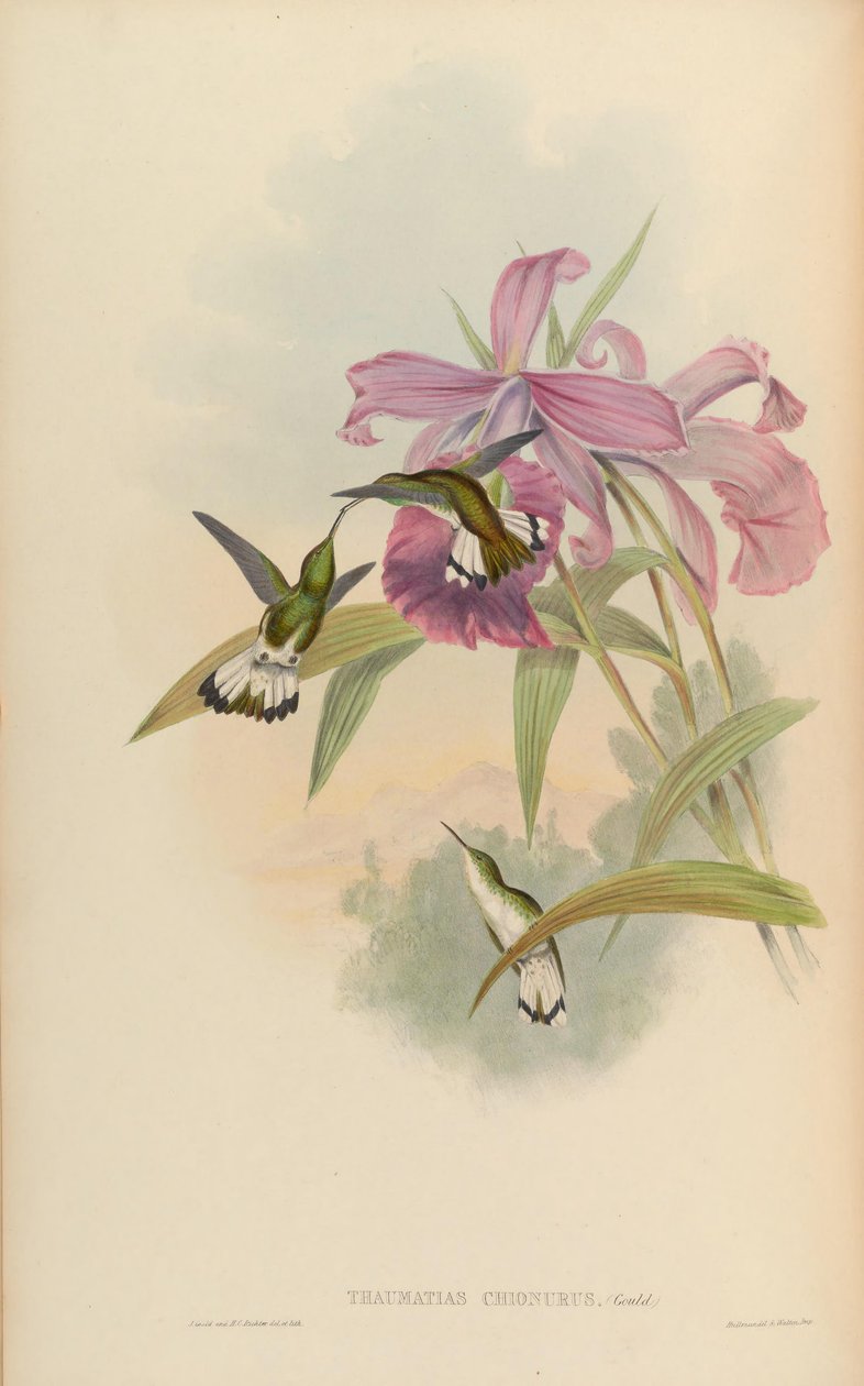 Thaumatias chionurus = Elvira chionura alkotó: John Gould