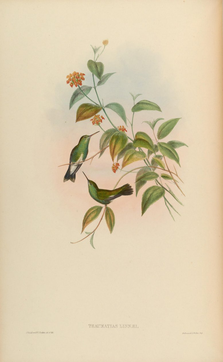Thaumatias linnaei = Amazillia fimbriata fimbriata alkotó: John Gould