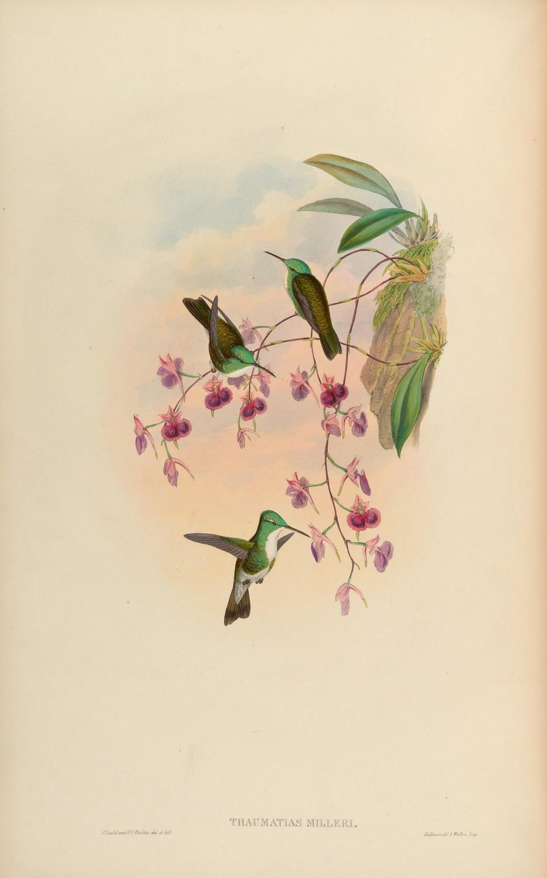 Thaumatias milleri = Amazilia versicolor millerii alkotó: John Gould