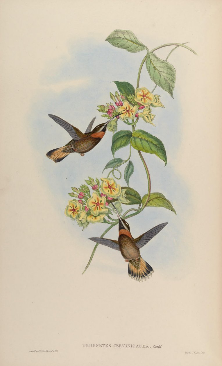 Threnetes cervinicauda = Threnetes leucurus cervinicauda alkotó: John Gould